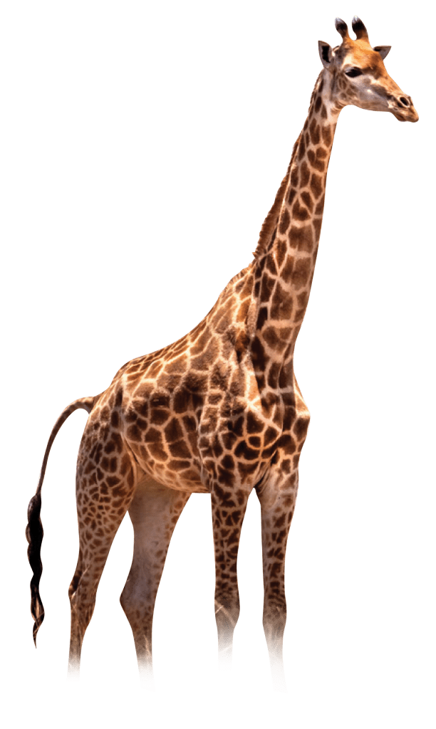 Giraffe Enviro Plus car tall van wash